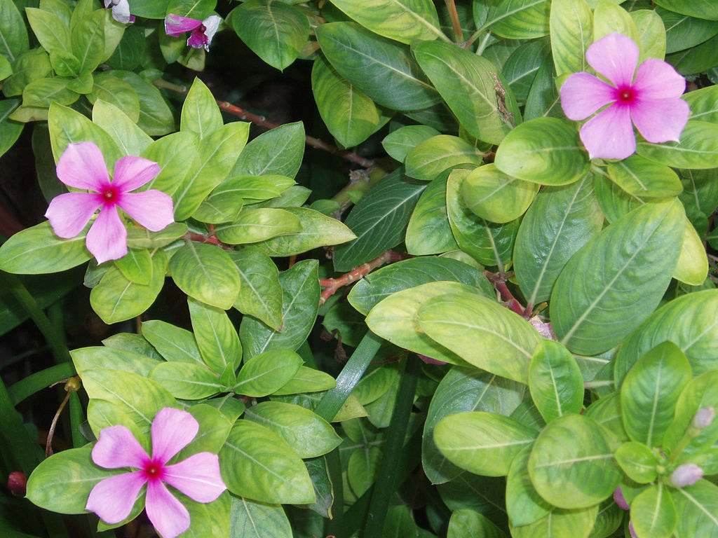 La pervenche de Madagascar