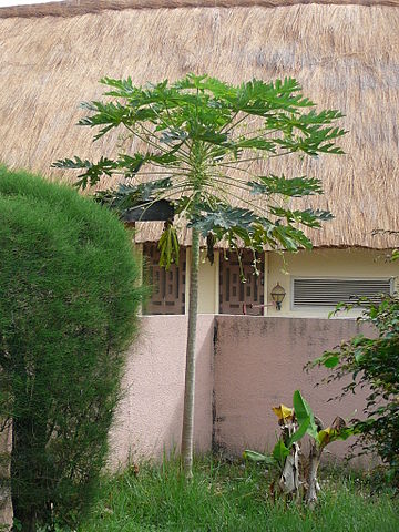 La papaye est une planet médicinale bien connue