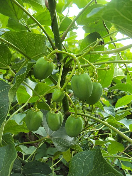 Un plant de jatropha