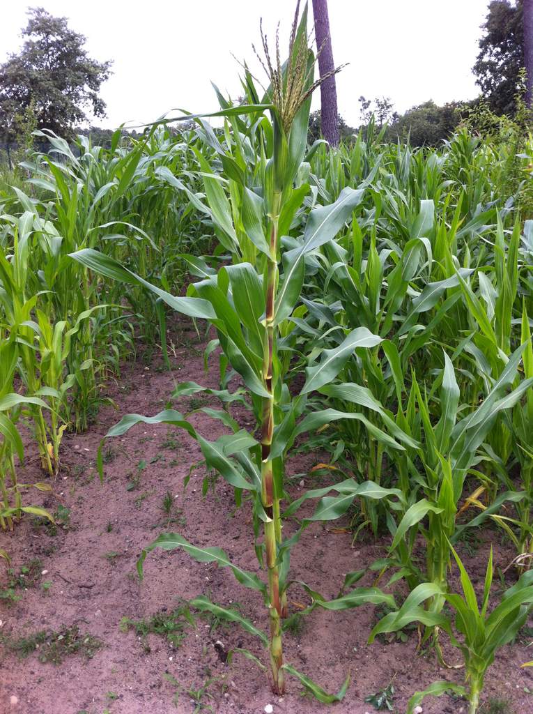 Plants de maïs